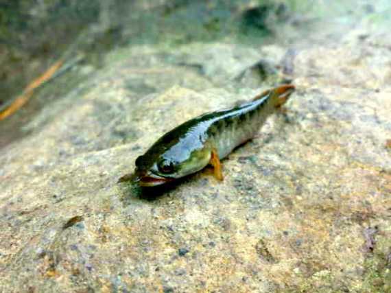 Ikan Gabus (Channa striata)
